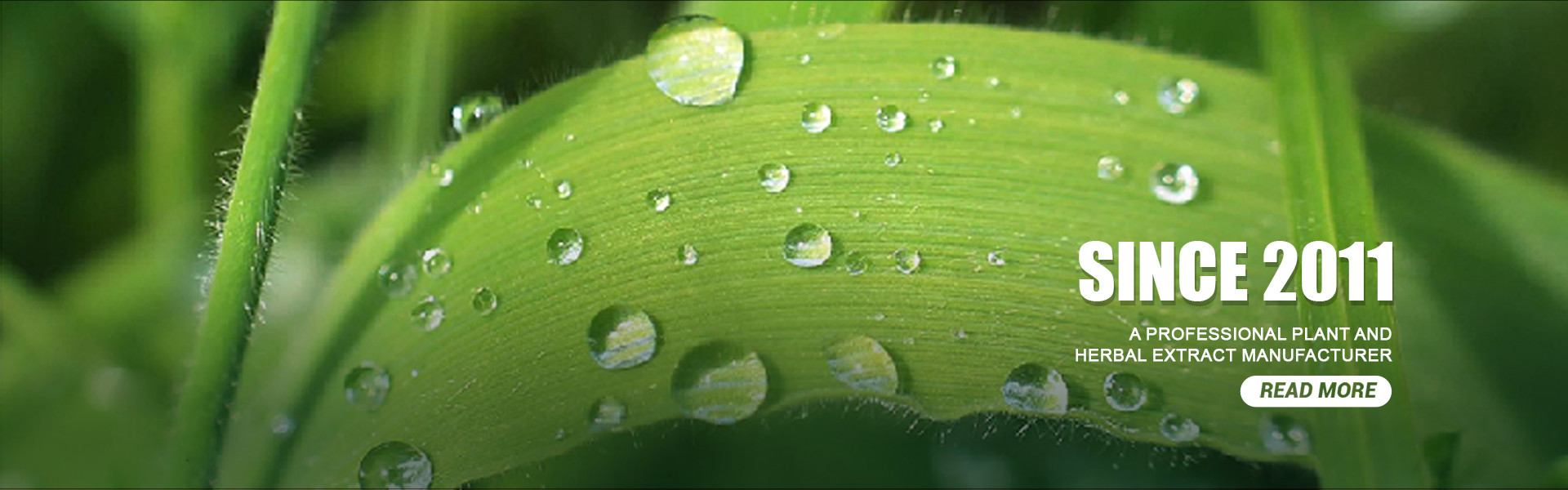 qualidade Extrato vegetal em pó fábrica